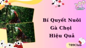 Tổng Quan Về Bí Quyết Nuôi Gà Chọi Hiệu Quả