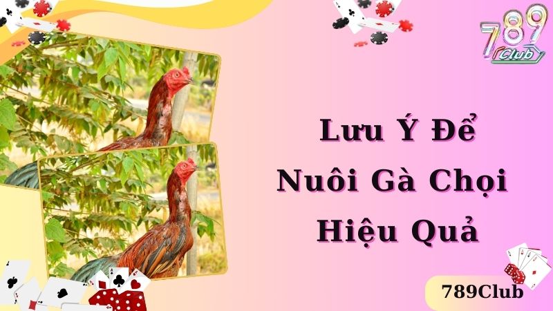 Lưu ý về bí quyết nuôi gà chọi hiệu quả