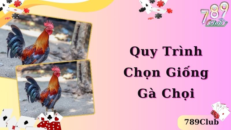 Bí quyết nuôi gà chọi hiệu quả, quy trình chọn giống 