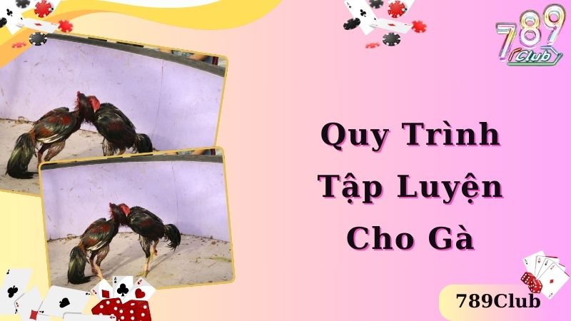 Bí quyết nuôi gà chọi hiệu quả, quy trình tập luyện