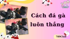 Hướng Dẫn Cách Đá Gà Luôn Thắng Dành Cho Người Chơi