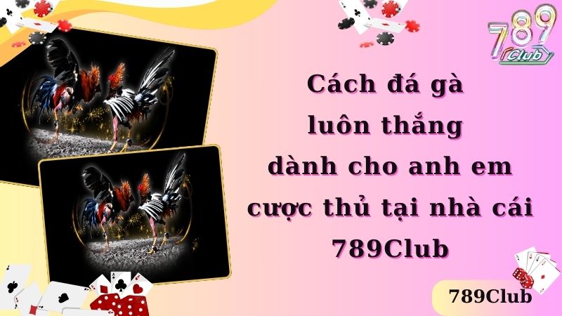 Cách đá gà luôn thắng dành cho anh em cược thủ