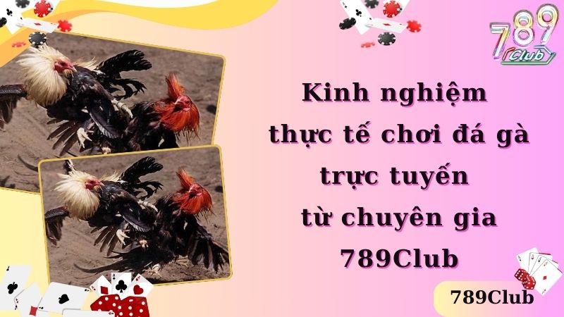 Kinh nghiệm thực tế chơi đá gà trực tuyến từ chuyên gia 789Club